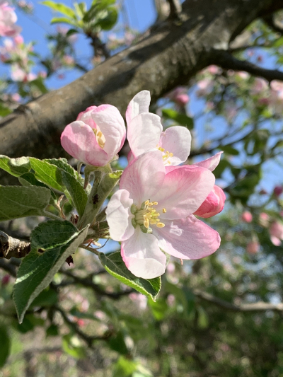 Apfelblüte