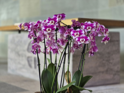 Stephanuskirche Spiegel