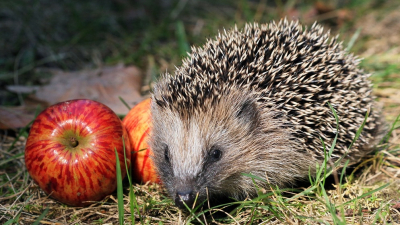 Igel neben 2 roten Äpfeln