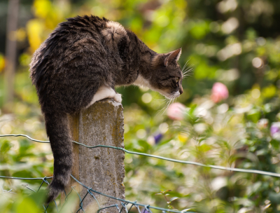 Katze auf der Lauer