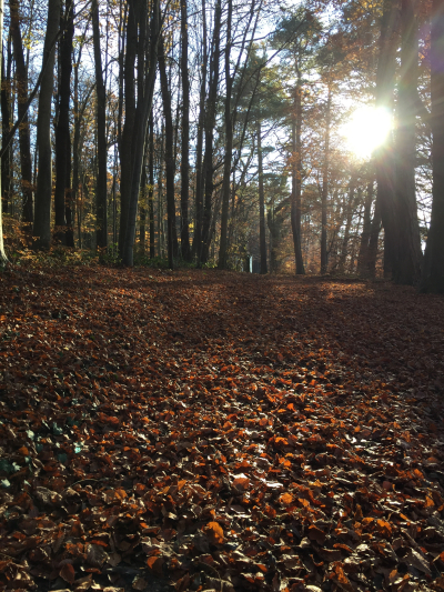 Herbstwald
