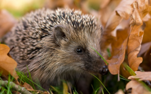 Herbst-Chinder-Fyr
